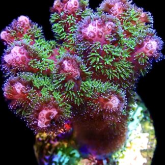 WYSIWYG 22H Amethyst Gem Pocillopora Frag Extra Large