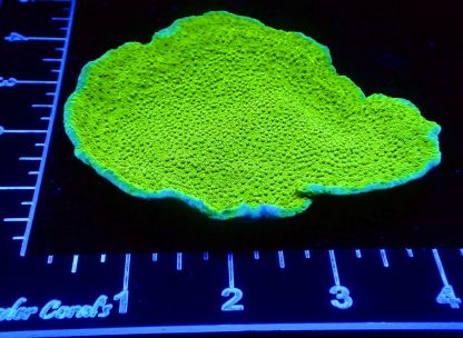 WYSIWYG R2 Green Goblin Montipora Frag 5" Colony