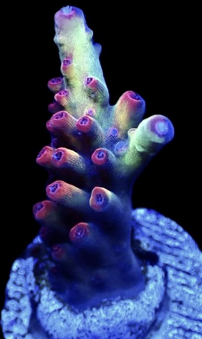 WYSIWYG 10D M.O.C. Raspberry Ripple Acropora Frag