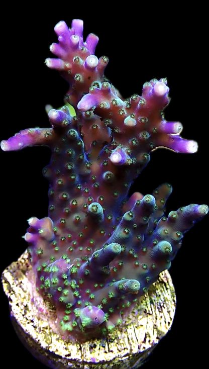 WYSIWYG 21E Purple Acropora Nana Frag Extra Large