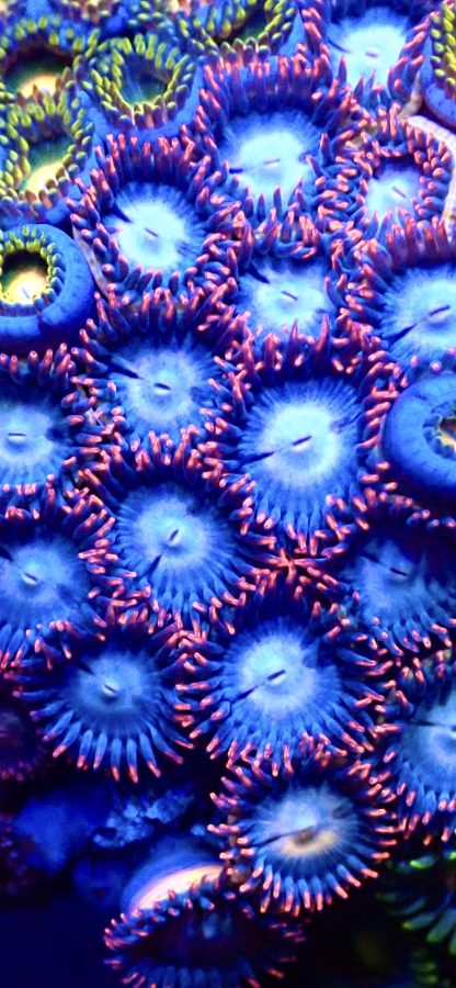 M.O.C Pink Frost Zoanthid 10+ Polyps