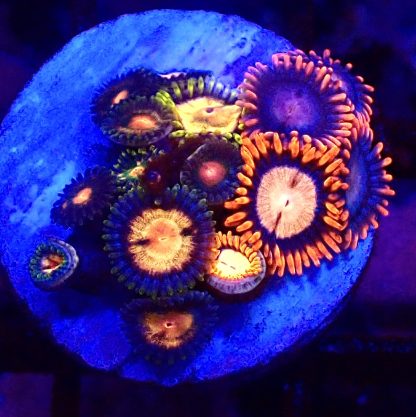 WYSIWYG Zoanthid Frag B3