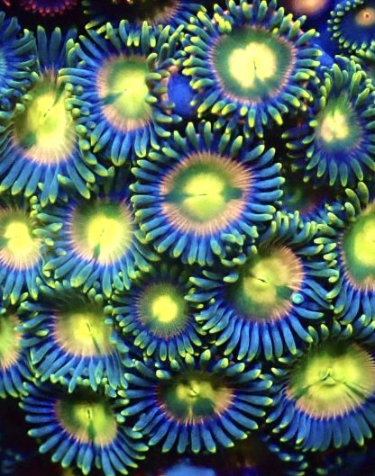 M.O.C. Rainbow Paradise Zoanthid 10+ Polyps