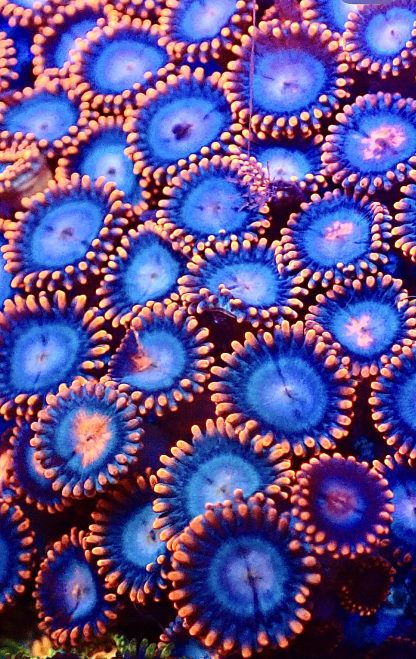 M.O.C Fire and Ice Zoanthid 10+ Polyps