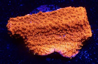 WYSIWYG 10F M.O.C. Sherbet Fizz Montipora Frag