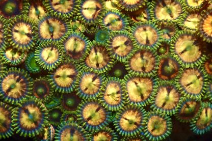 M.O.C. Amber Jewel Zoanthid 10+ Polyps