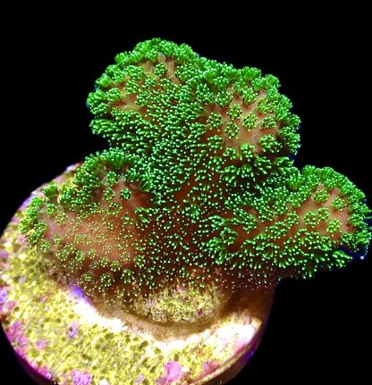 WYSIWYG 20C Ultra Neon / Pink Based Fluorescent Stylophora Frag