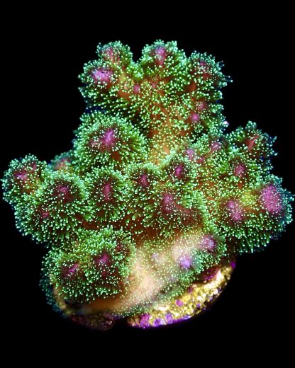 WYSIWYG 22F Amethyst Gem Pocillopora Frag Large