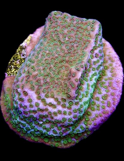 WYSIWYG M8 Pokerstar Montipora Frag Large