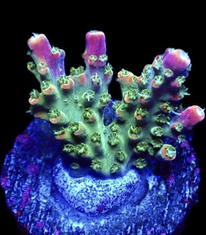 WYSIWYG 9G M.O.C. Bubblebath Unicorn Acropora Frag