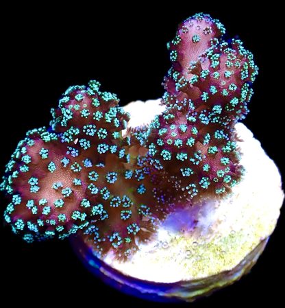 WYSIWYG 21G Rainbow Stylophora Frag