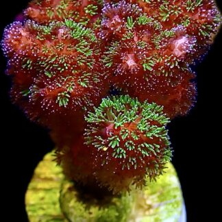 WYSIWYG 23J Amethyst Gem Pocillopora Frag Extra Large
