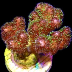 WYSIWYG 14i Amethyst Gem Pocillopora Frag Large