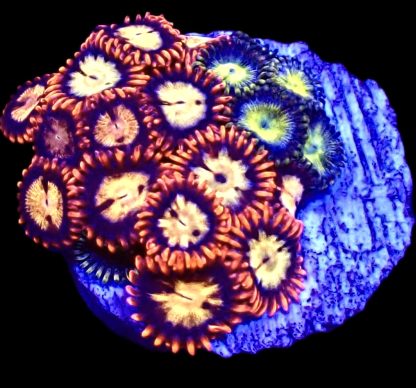 WYSIWYG Zoanthid Frag B9