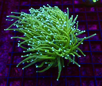 WYSIWYG T1 Blue Tipped Lime Torch Coral