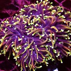 Dragon Soul Gold Torch Euphyllia