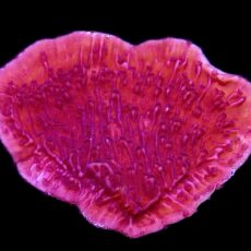 WYSIWYG 16D Purple Plating Montipora Frag