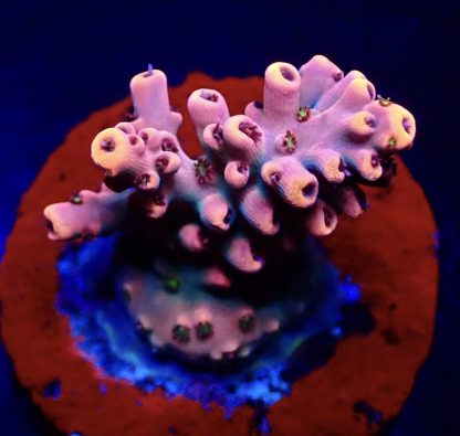 WYSIWYG  Acropora  3 Frag Pack - (2) - Image 2