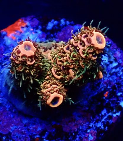 WYSIWYG  Acropora  3 Frag Pack - (3) - Image 2