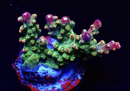 WYSIWYG  Acropora  3 Frag Pack - (3) - Image 3