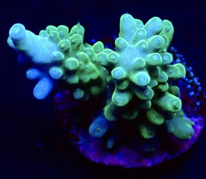 WYSIWYG  Acropora  3 Frag Pack - (4) - Image 2