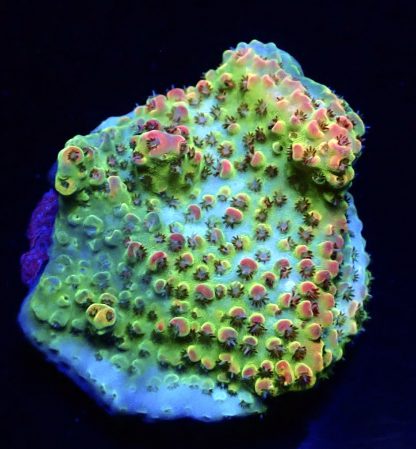 WYSIWYG  Acropora  3 Frag Pack - (5) - Image 2