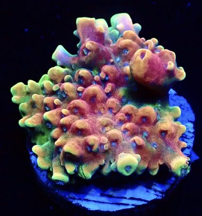 WYSIWYG  Acropora  3 Frag Pack - (5) - Image 3