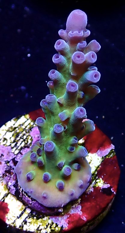 WYSIWYG  Acropora  3 Frag Pack - (2) - Image 3