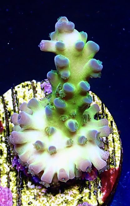 WYSIWYG  Acropora  3 Frag Pack - (4) - Image 3