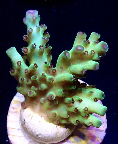 WYSIWYG  Acropora  3 Frag Pack - (5) - Image 4