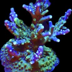 WYSIWYG 13F Magic Magenta Acropora Extra Large
