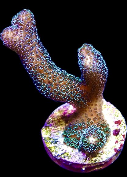 WYSIWYG 18C Iridescent Shimmer Stylophora Frag Large