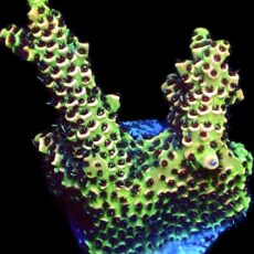 WYSIWYG 18B Rainbow Millepora Frag Large