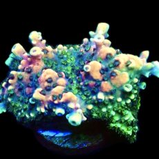 WYSIWYG 19E Pink Cadillac Acropora Extra Large