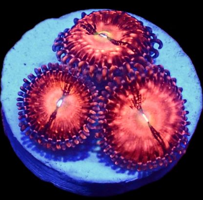 Speckled Heatwave Zoanthid Frag Large Single Polyp