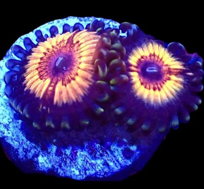 Armour Of God Zoanthid Frag (2 Large Polyps)