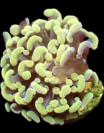 WYSIWYG T2 Orange / Blue / Green Hologram Branching Hammer