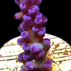 WYSIWYG 18H Electric Miyagi Tort Acropora Frag