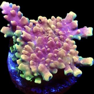 WYSIWYG 13F Pink Cadillac Acropora