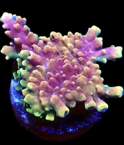 WYSIWYG 13F Pink Cadillac Acropora