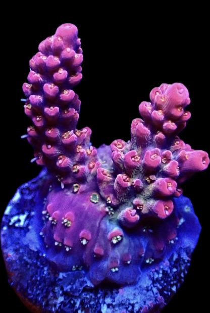 WYSIWYG 13H M.O.C. White Hot Acropora Frag