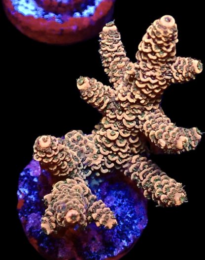 WYSIWYG 9C Bronze Adonis Acropora Millepora Frag Large