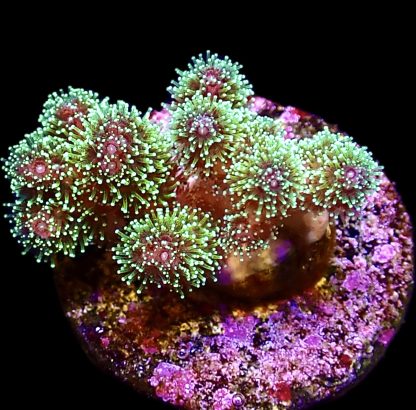 WYSIWYG  20A  Sparkling Tinsel Pocillopora Frag