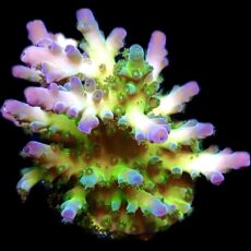 WYSIWYG 17i Violet Venom Acropora Frag