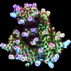 WYSIWYG 18F Bill Murray Acropora Frag