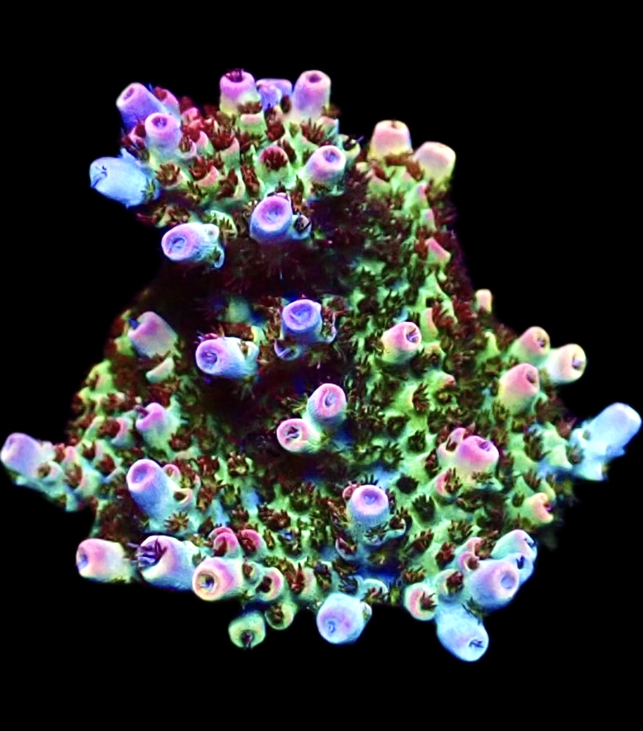 WYSIWYG 18F Bill Murray Acropora Frag