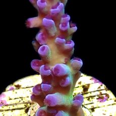 WYSIWYG 18H Electric Miyagi Tort Acropora Frag