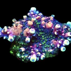 WYSIWYG 19E Pink Cadillac Acropora Extra Large