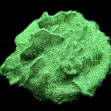 WYSIWYG 21A Metallic Neon Scrolling Pavona Frag