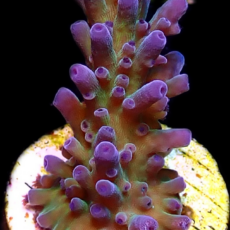 WYSIWYG 21F Electric Miyagi Tort Acropora Frag